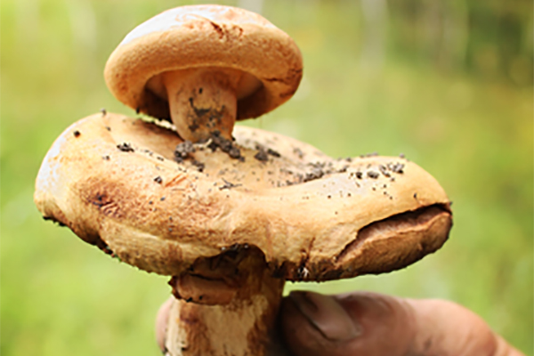 From Black Trumpets to Golden Chanterelles: Discover Vermont's Summer Mushrooms