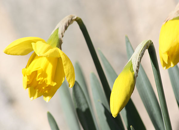 Scenes of spring in Chester, Vermont.